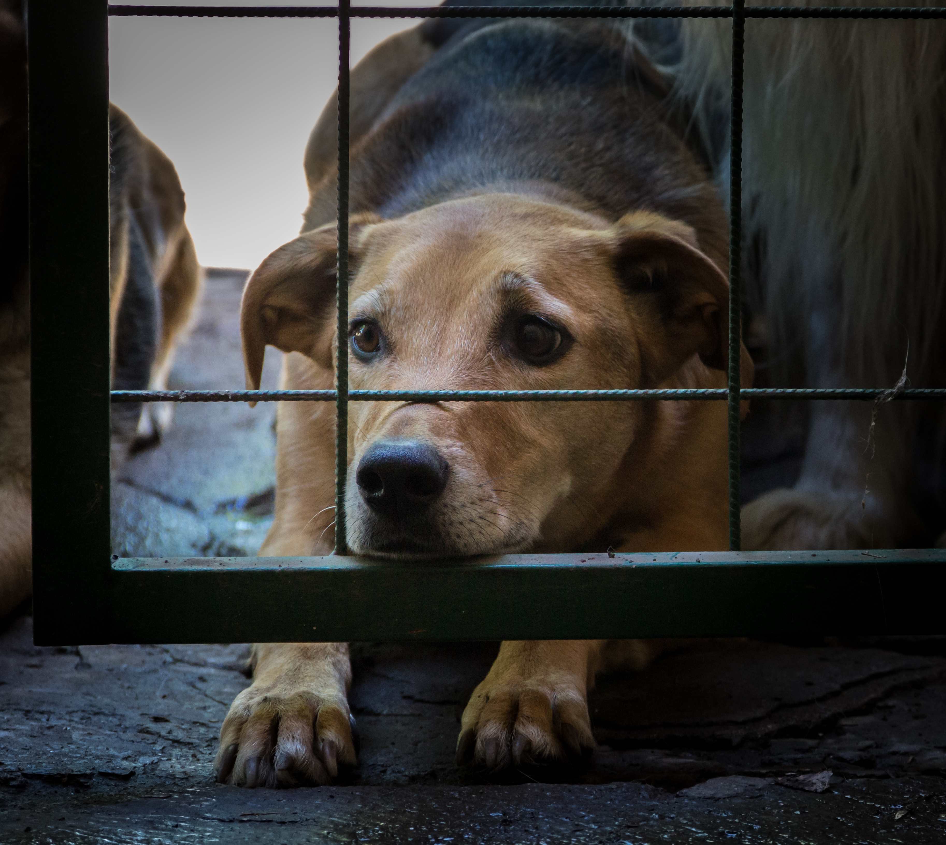 dogs-locked-up-victims-animal-abuse-abuse.jpg